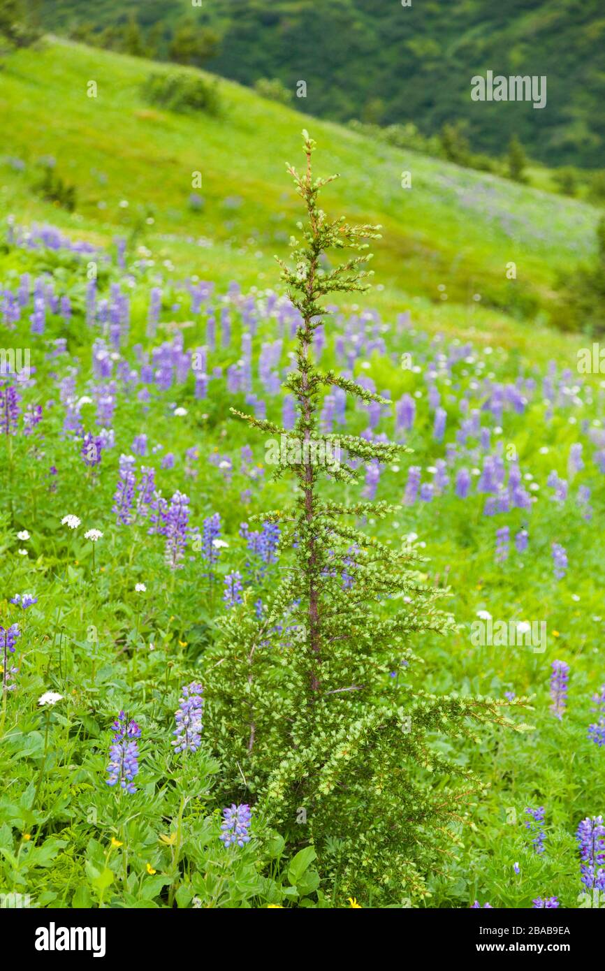 Ein junger Nadelbaum erhebt sich aus einer Wiese von Nootka Lupin (Lupinus nootkatensis) und gemeinsamem Yarrow (Achillea millefolium) auf dem Cooper Mountain, Kenai Peninsu Stockfoto