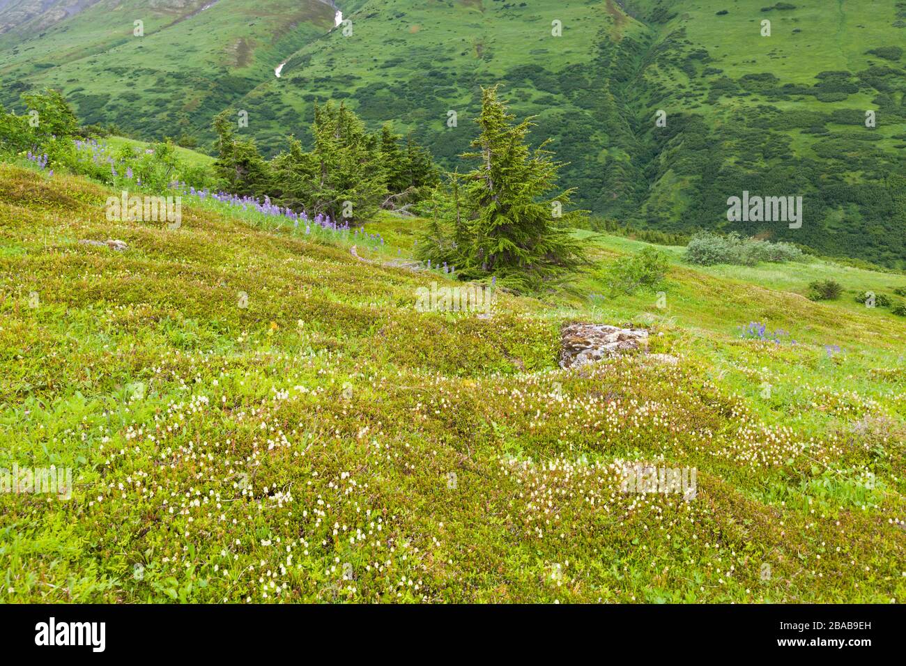 Die Blumen des Rebhuhnfußes (Luetkea pectinata) bedecken einen moosigen Hügel am Cooper Mountain, der Kenai-Halbinsel, Alaska. Stockfoto