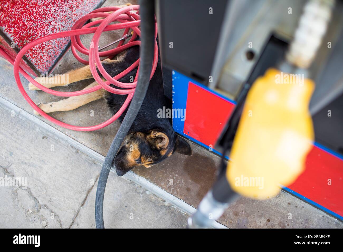 Hoher Winkel des Hundes schlafen an der Tankstelle unter Pumpe und Spiralschlauch. Stockfoto