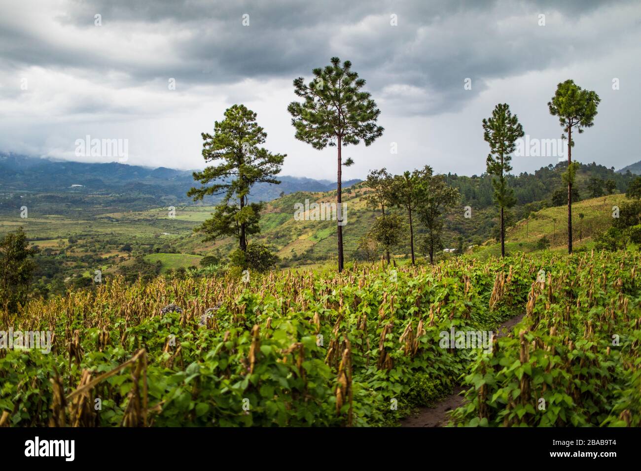 Üppige Pflanzen wachsen am Berghang in Guatemala. Stockfoto