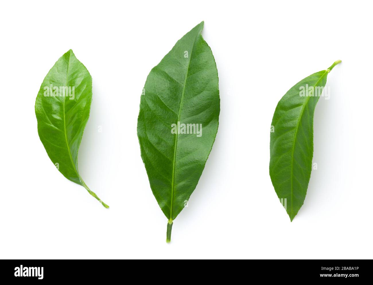 Zitronenblätter isoliert auf weißem Grund. Flaches Lay. Ansicht von oben. Lichtschatten Stockfoto