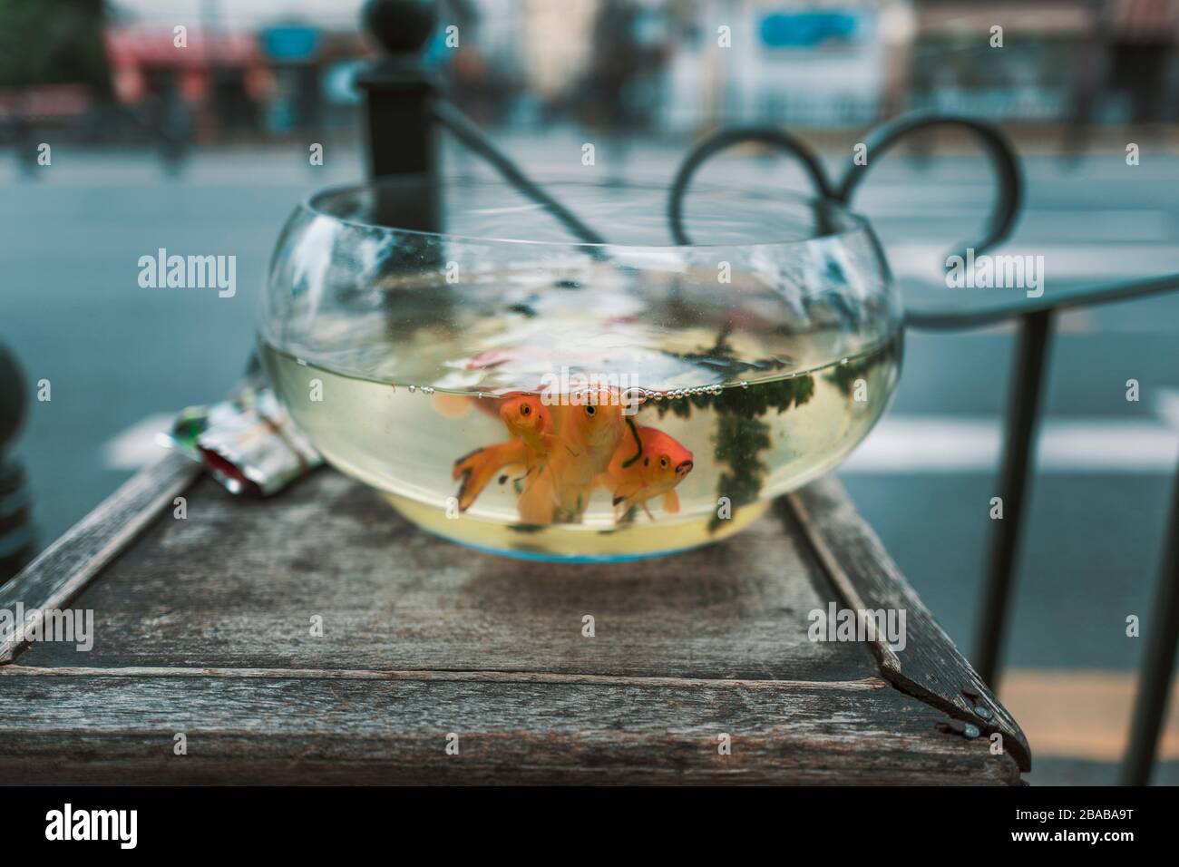 Goldfische in eine Schüssel geben Stockfoto