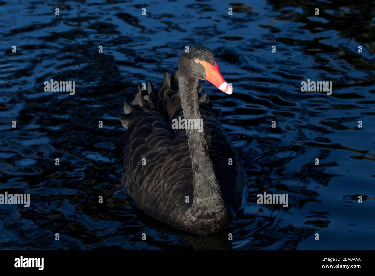 Metapher für unerwartete Ereignisse in Unternehmen und Finanzen. Ungewöhnlicher schwarzer Schwan ist das Konzeptsymbol für ein unvorhersehbares und überraschendes Ereignis. Stockfoto