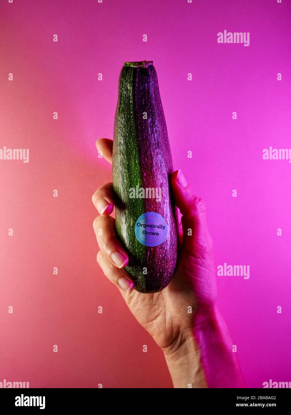 Bio Zucchini In Weibliche Hand Auf Lila Neon Hintergrund Stockfoto
