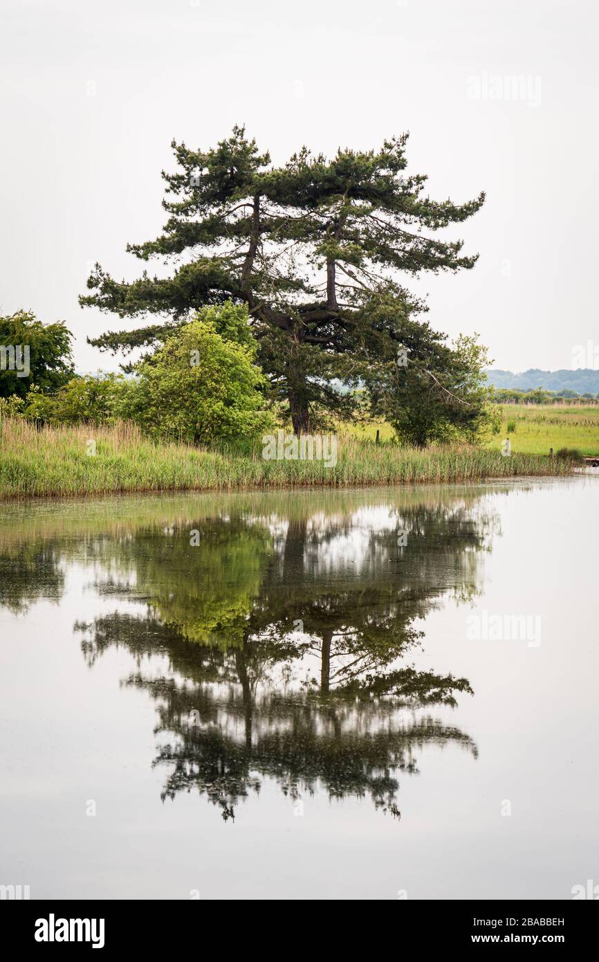 Bäume spiegeln sich über dem Wasser an der Norfolk Küste Stockfoto