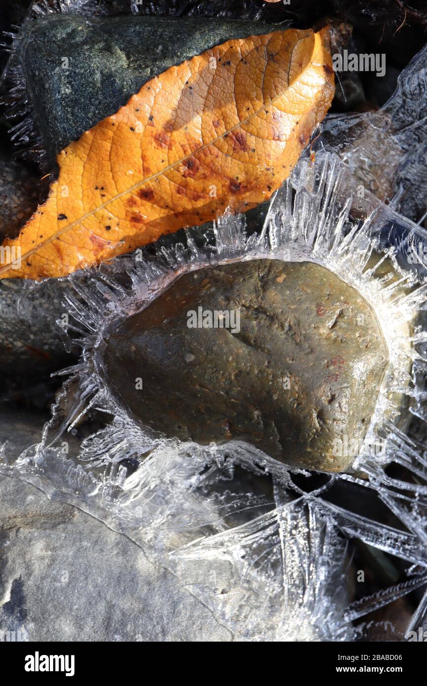 Nahaufnahme halbtransparenter Eiskristallstrahlen um untergetauchtes Gestein mit Fallblatt an einem kleinen Bach am frühen Morgen. Stockfoto
