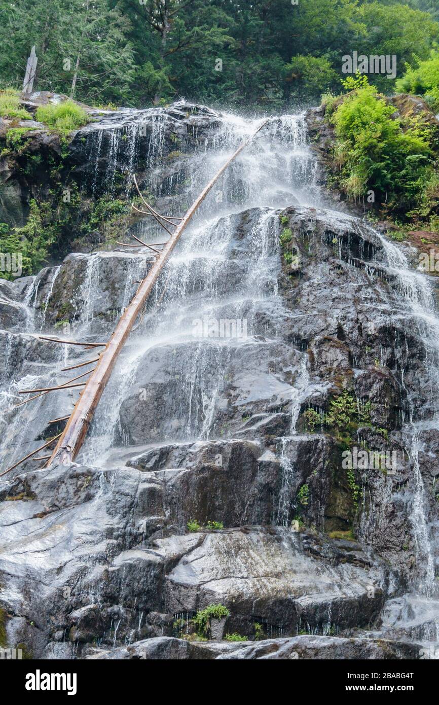 Von unten betrachtet hat sich ein umgestürzter Baum auf einem Felsvorsprung verfangen und wird in einem Wasserfall ausgesetzt, der über eine steile Klippe (Küste von British Columbia) stürzt. Stockfoto