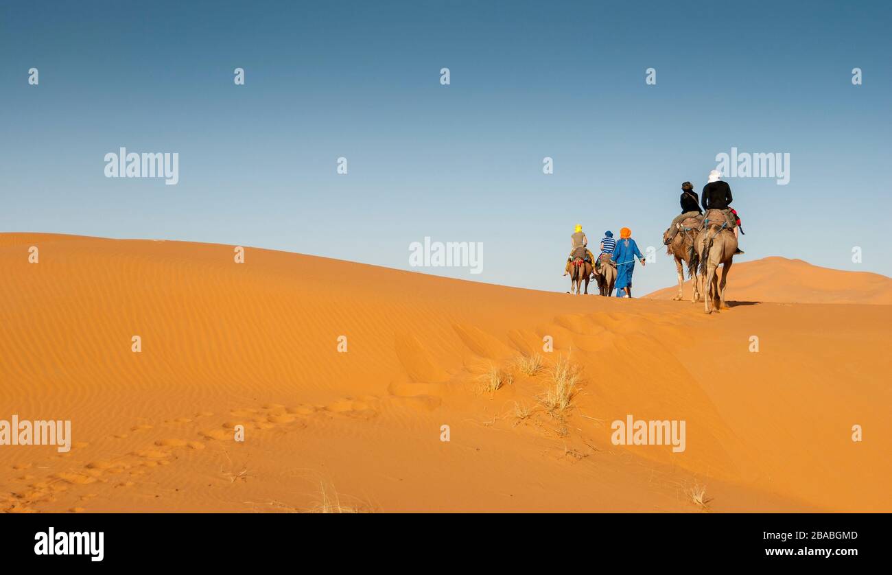 Eine Gruppe von vier Touristen fährt auf Kamelen, die von einem Berbermann durch die Wüste von Erg Chebbi (Marokko) geführt werden. Stockfoto