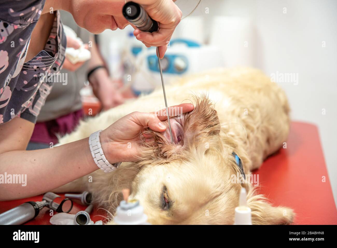 Untersuchung des Ohrs eines goldenen Retrvers in einer Tierklinik. Stockfoto