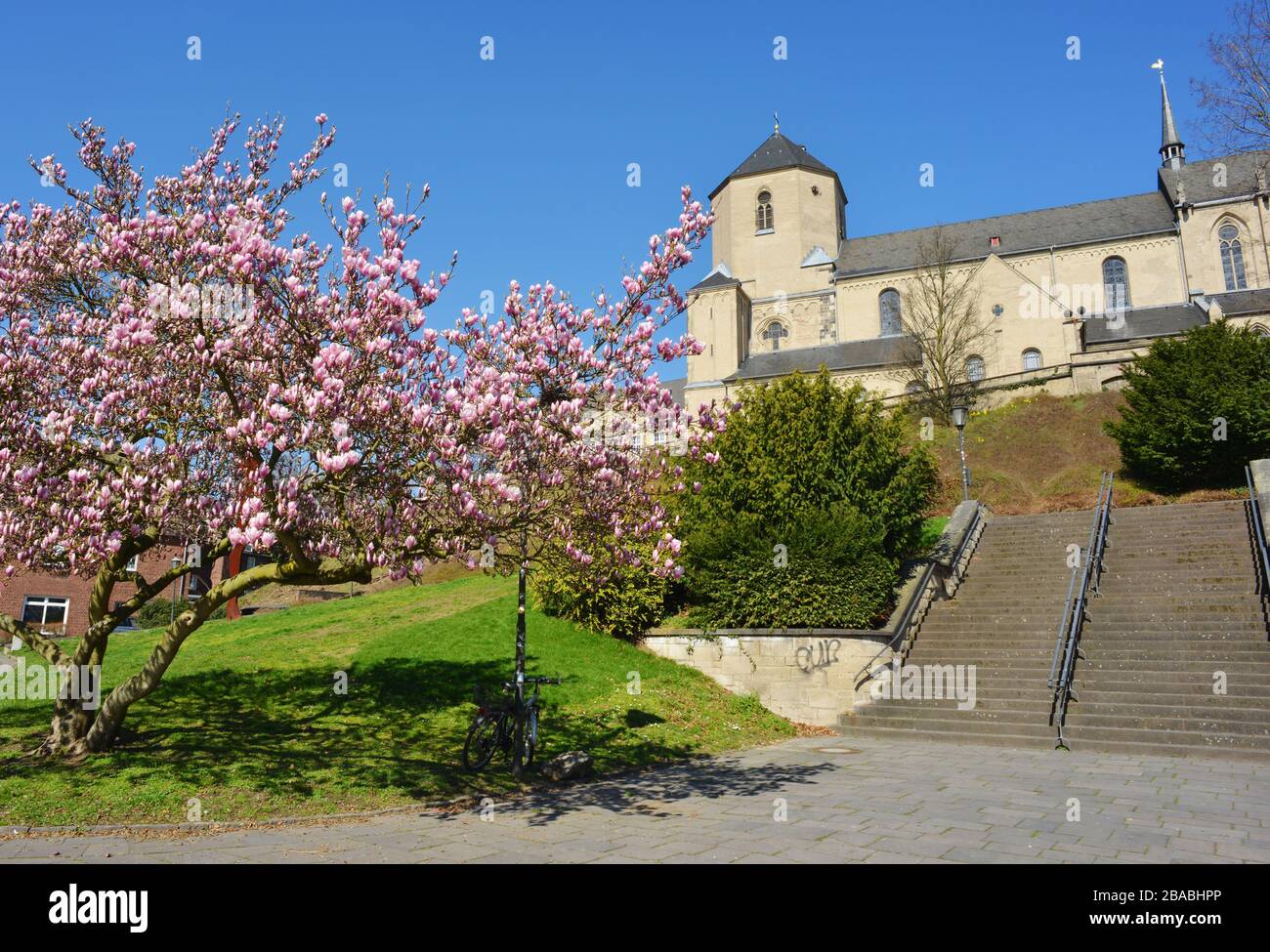 Mönchengladbach, Münster Dom St. Vitus im Frühjahr mit magnolienbaum Stockfoto