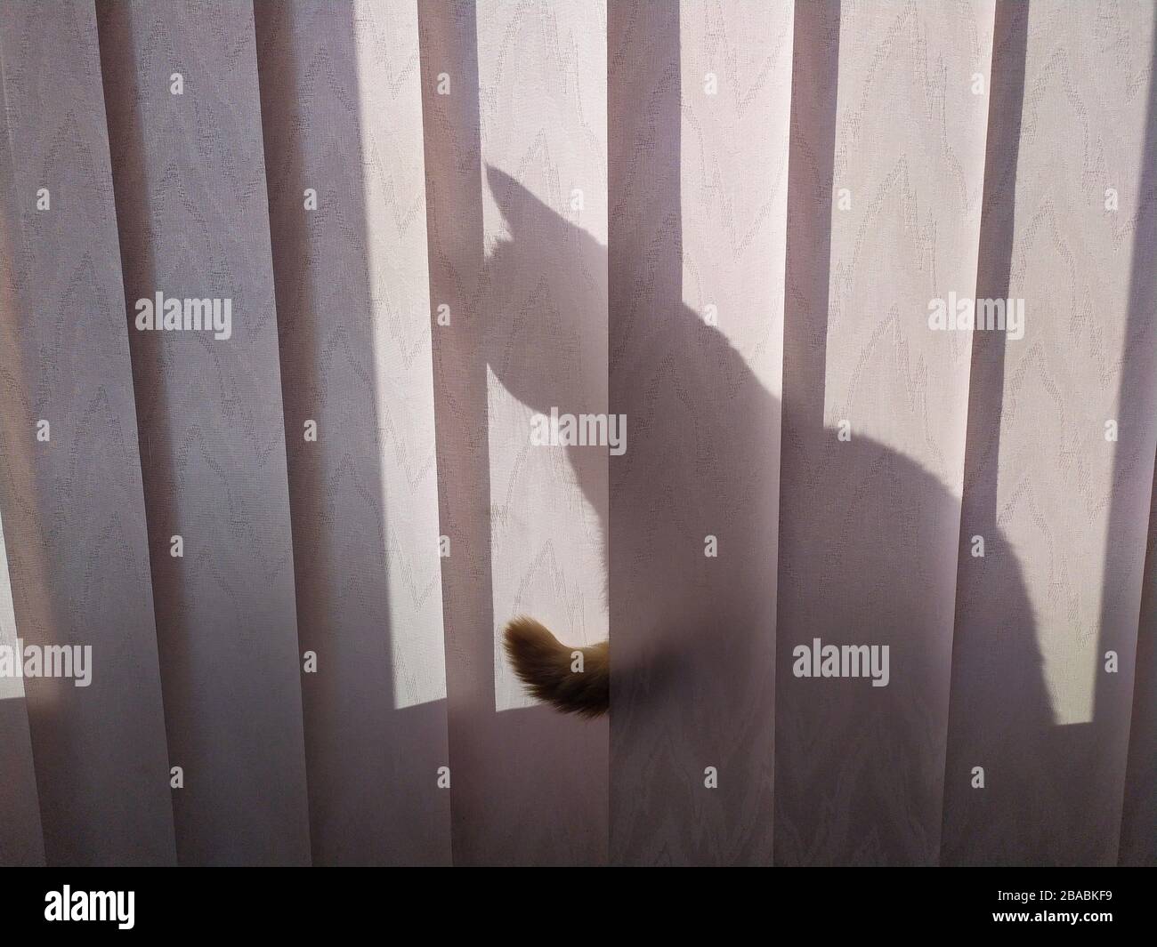 Hinter dem Vorhang schwänziger Katzenstirnschwanz, der weißen Hintergrund der Katze versteckt Stockfoto
