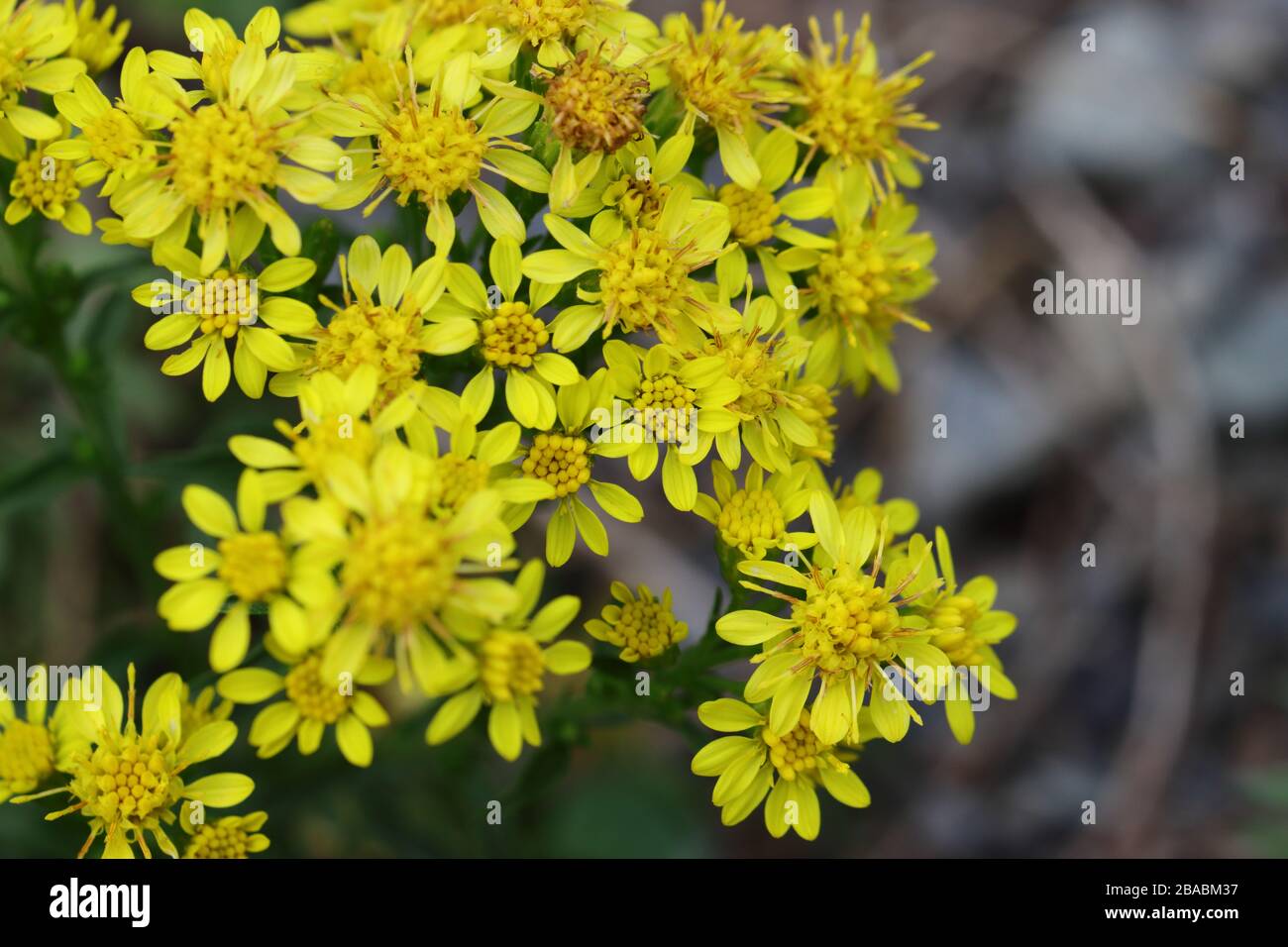 Solidago, im Allgemeinen Goldenruten genannt, ist eine Gattung von etwa 100 bis 120 Arten von blühenden Pflanzen in der Familie der Aster, der Asteraceae. Stockfoto