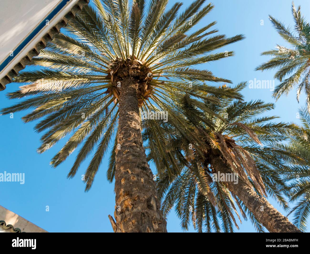 Farbenfrohes Bild eines Palmengartens im Bahia Palace in Marrakesch, Marokko, aufgenommen im Januar 2020 mit einer Winkelperspektive von Grund auf Stockfoto