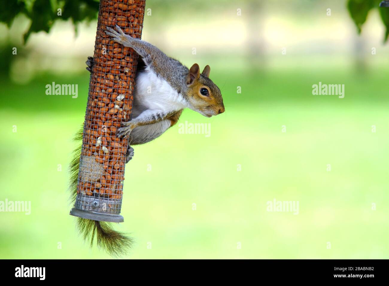 Graues Gleithörnchen auf einem Gartenvogelzubringer. Stockfoto