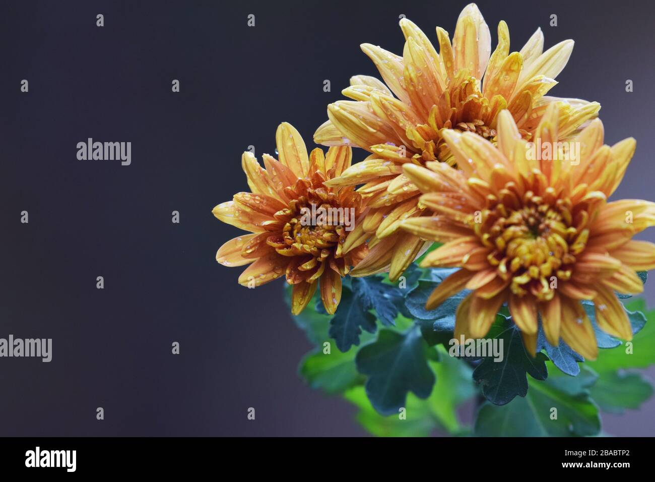 Selektiver Fokus der gelb-orangen Chrysanthemum indicum closeup auch als Mütter oder Herbst Mama Blumen blühen bekannt Stockfoto