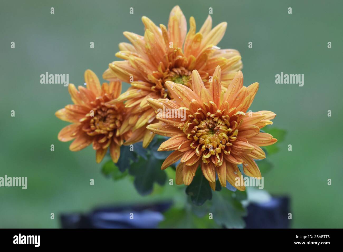 Eintöpfe an den Kronblättern der gelben orangefarbenen Chrysantheme oder die im Topfbehälter aufblühenden Herbstmäumchen mit Wassertau an den Kronblättern Stockfoto