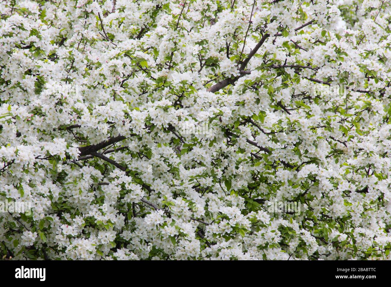 Nahaufnahme des blühenden Baums im Hyde Park, Chicago, Illinois, USA Stockfoto