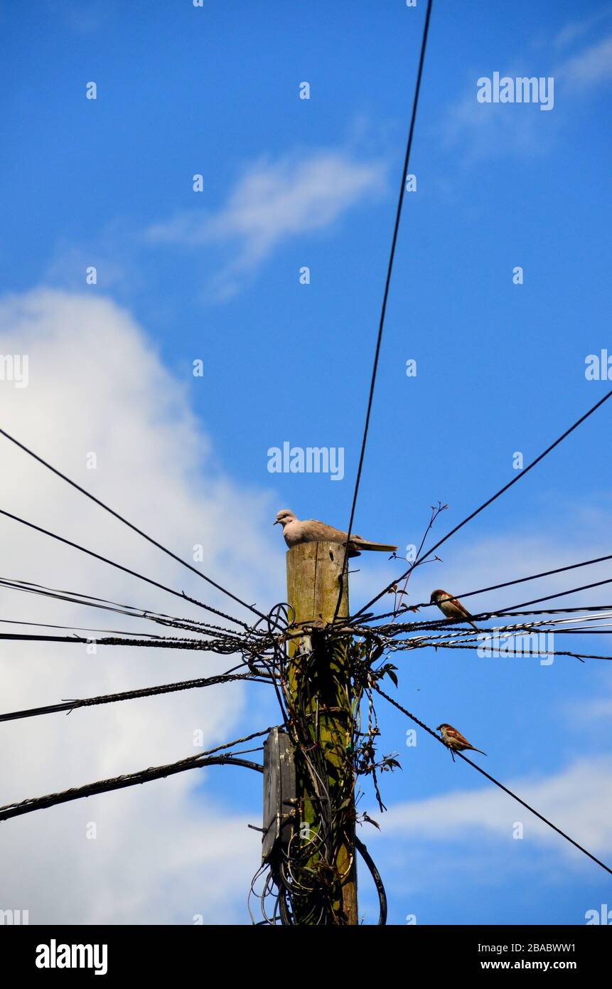 Holz-Telegrafenpfahl mit Taube und Spatzen, die darauf sitzen. Stockfoto