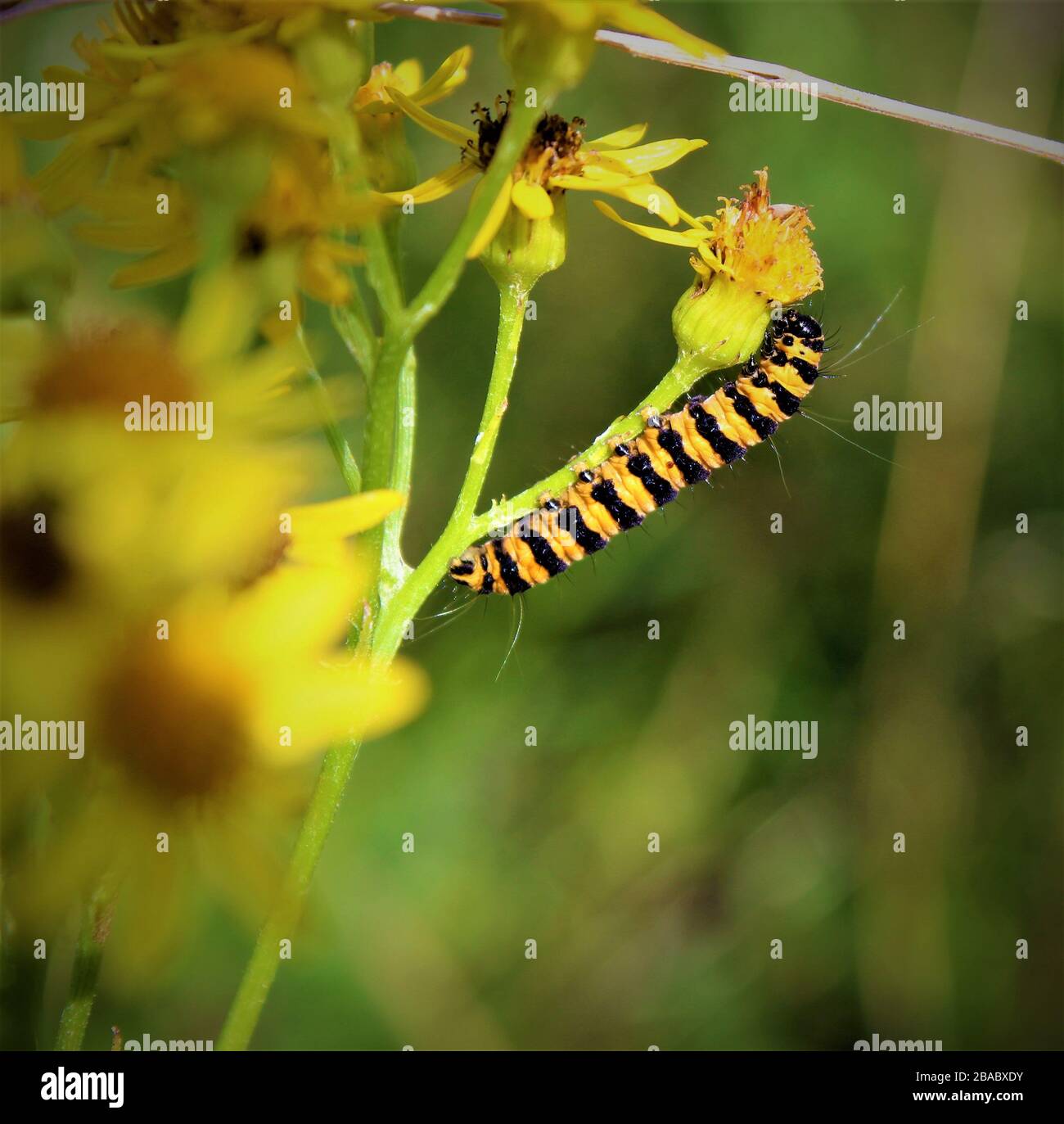 Zinnober Falter Raupe Stockfoto