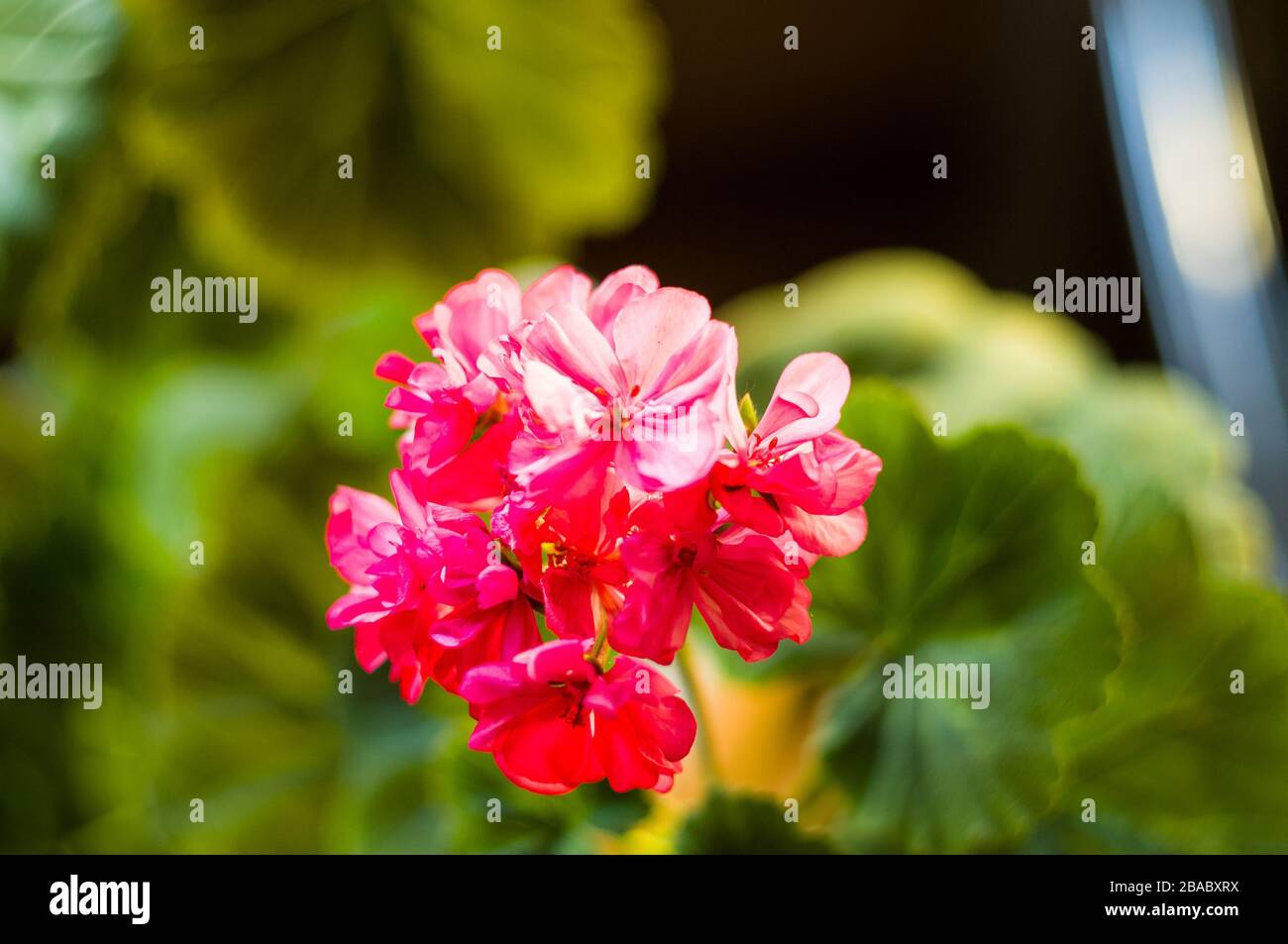 Pelargonium bunter blätter Fotos und Bildmaterial in hoher Auflösung