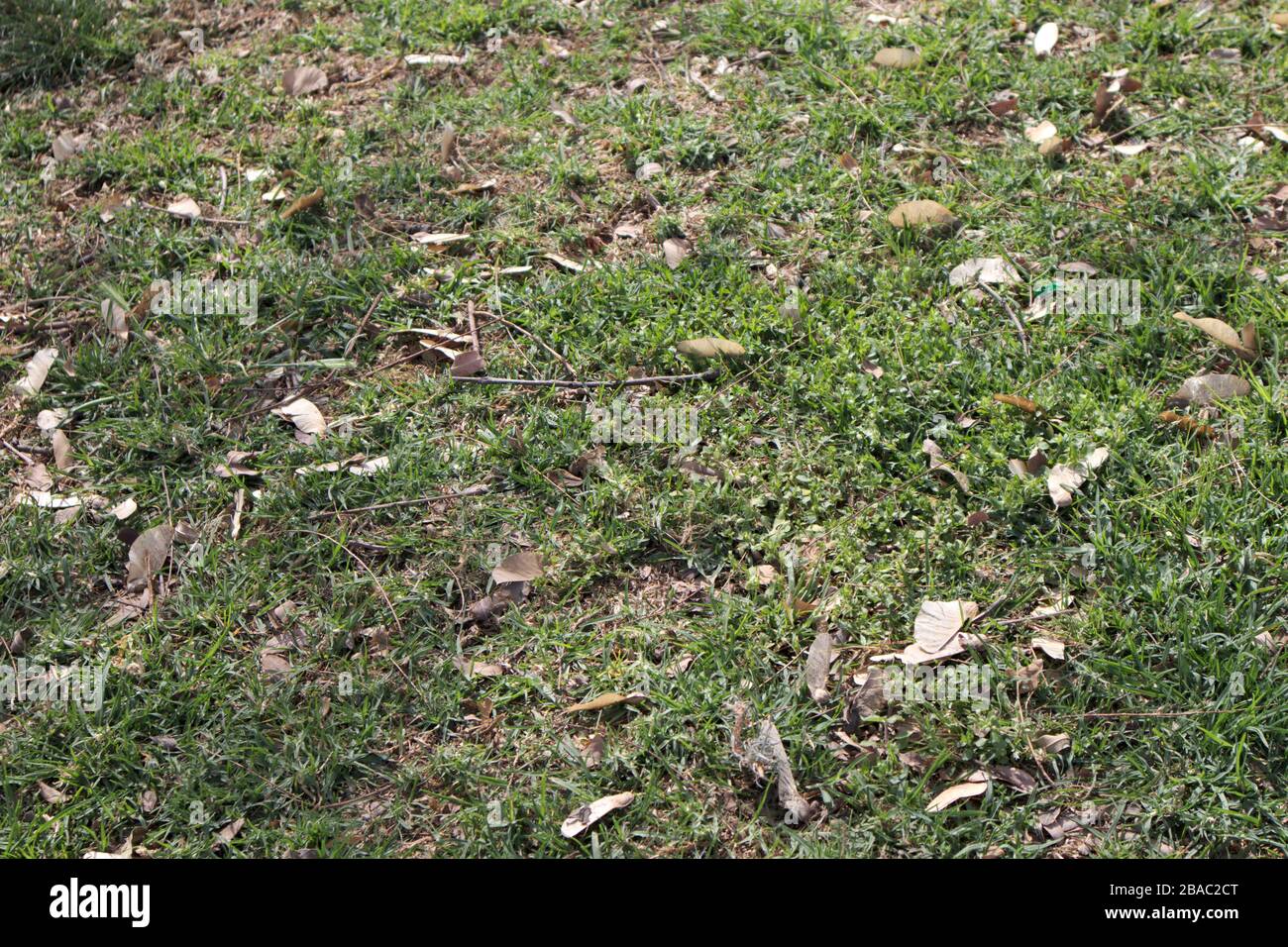Natürliche Grasstruktur eines Parks mit Gras, unter denen es verschiedene gibt Stockfoto