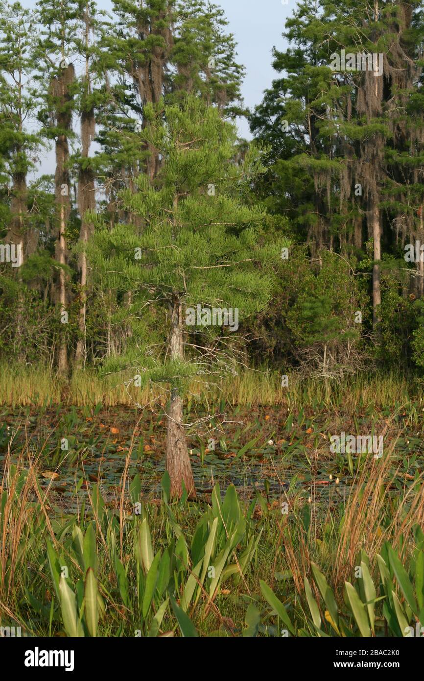 Glatze Cypress, (Taxodium distichum), Okefenokee Swamp, Georgia und Florida, USA, von Dembinsky Photo Associates Stockfoto