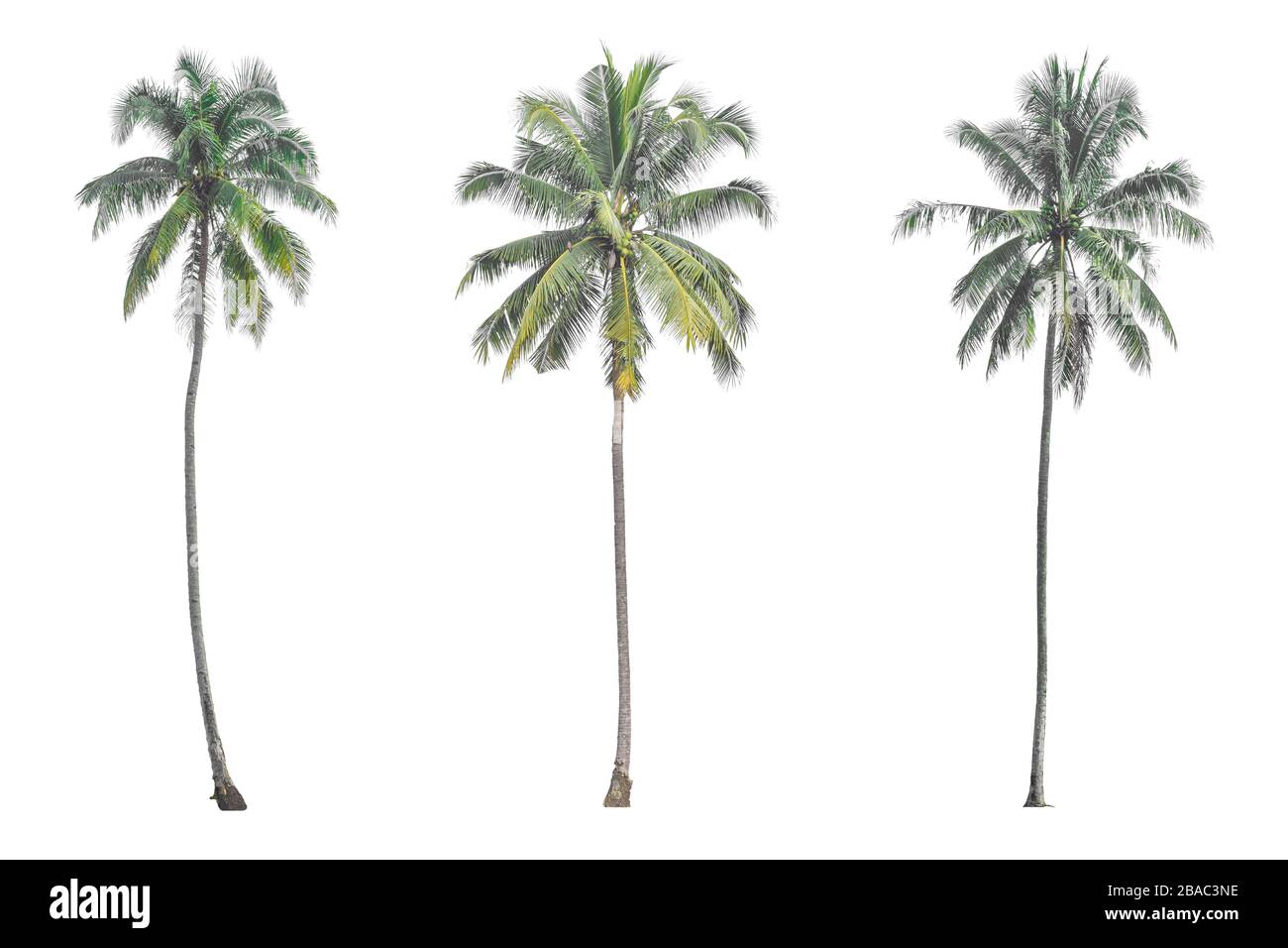 Kokospalme auf weißem Hintergrund. Stockfoto