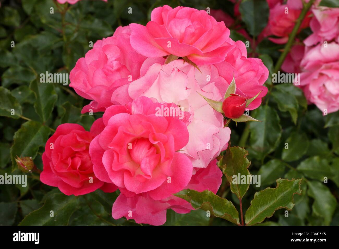 Kordes Rosa Floribunda Rose Stockfotos und -bilder Kaufen - Alamy