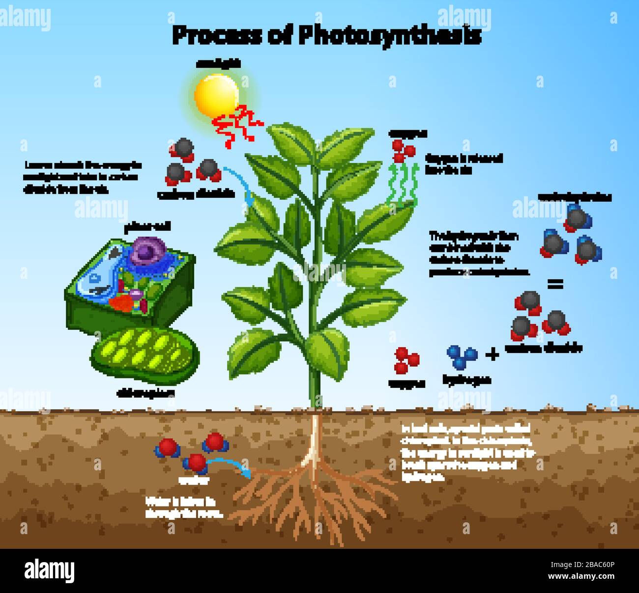 Diagramm, das den Prozess der Photosynthese mit Pflanzen- und Zelldarstellung zeigt Stock Vektor