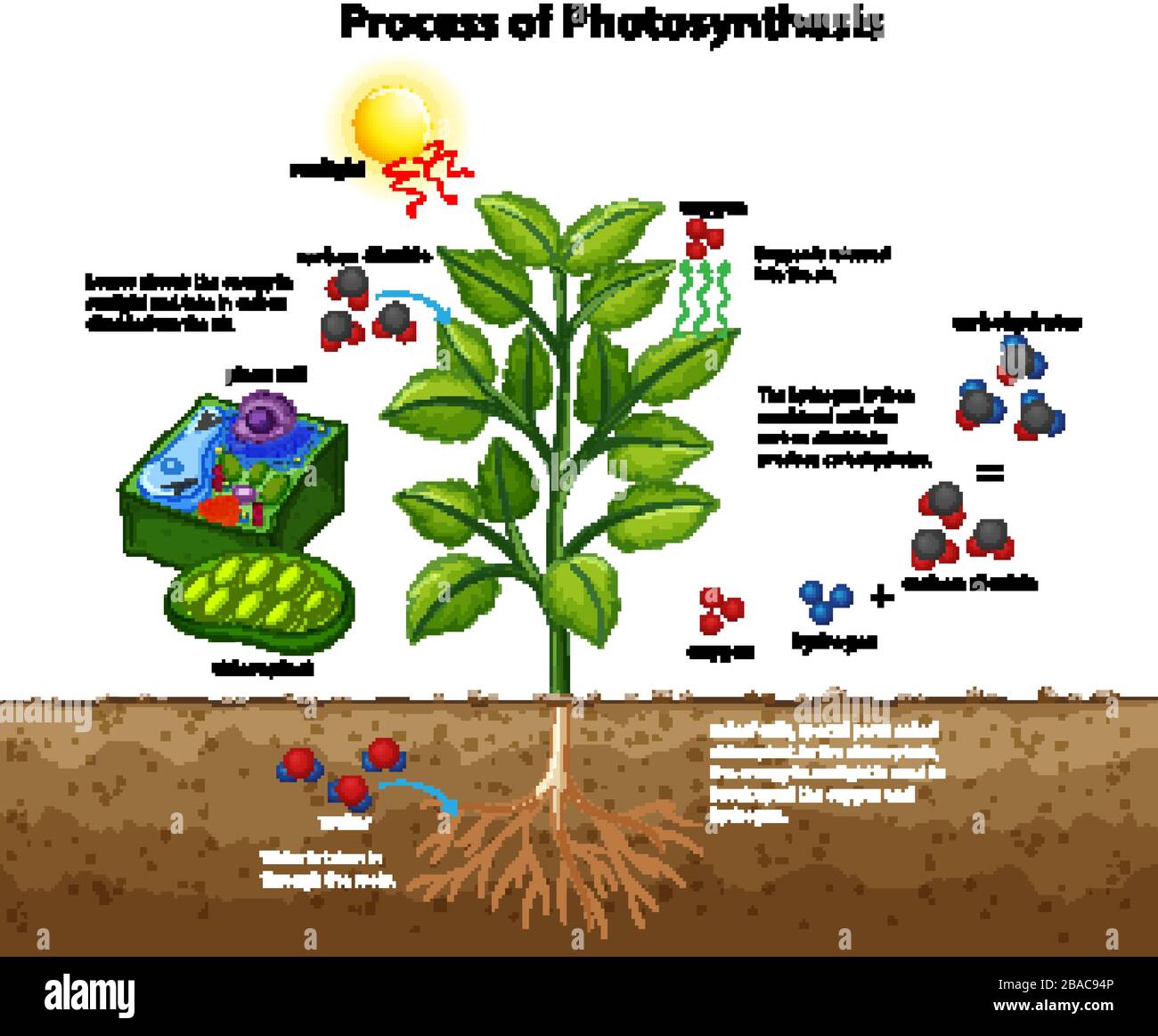 Diagramm, das den Prozess der Photosynthese mit Pflanzen- und Zelldarstellung zeigt Stock Vektor