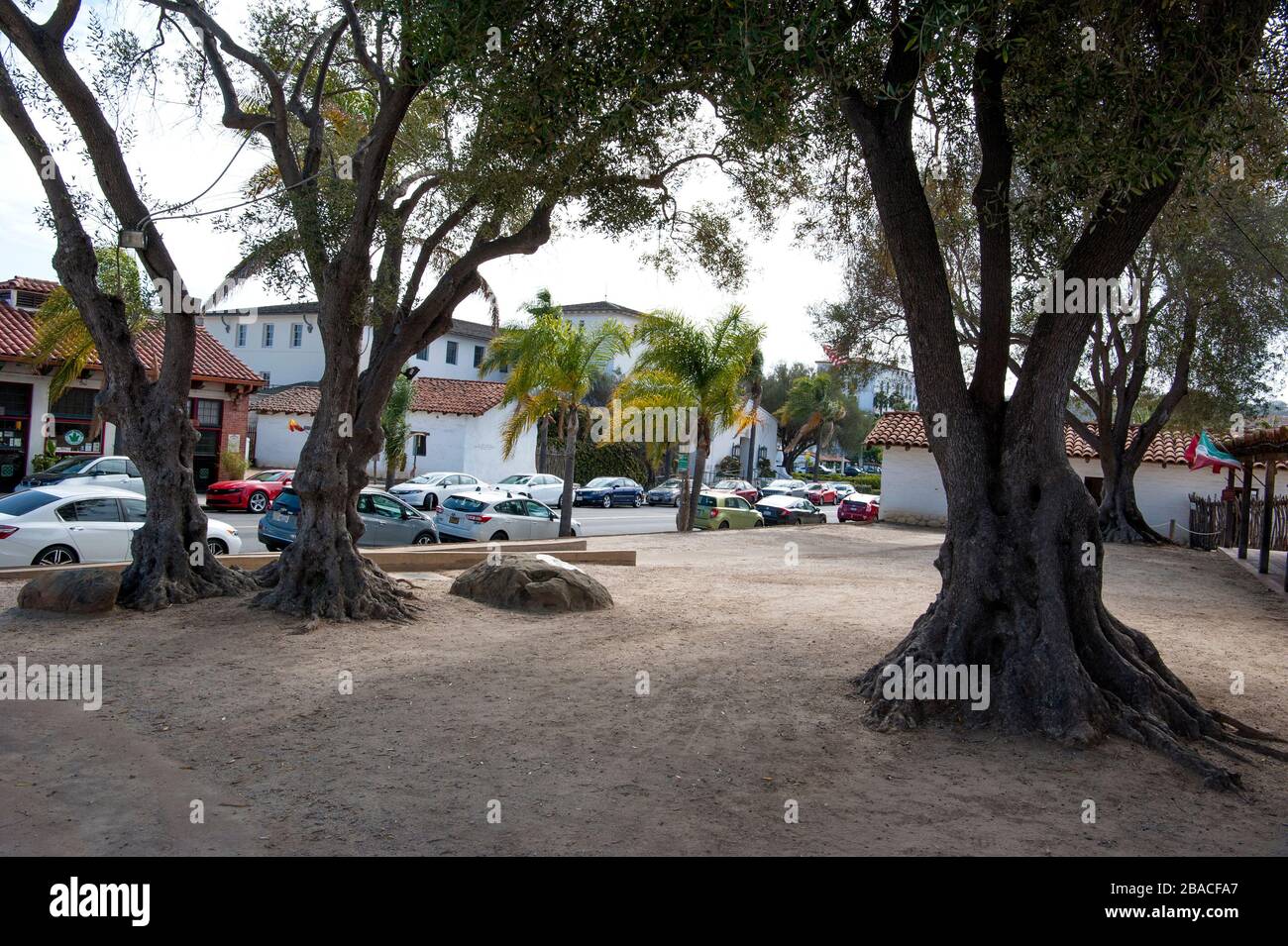 Alte Olivenbäume in Santa Barbara Presidio, CA, USA Stockfoto