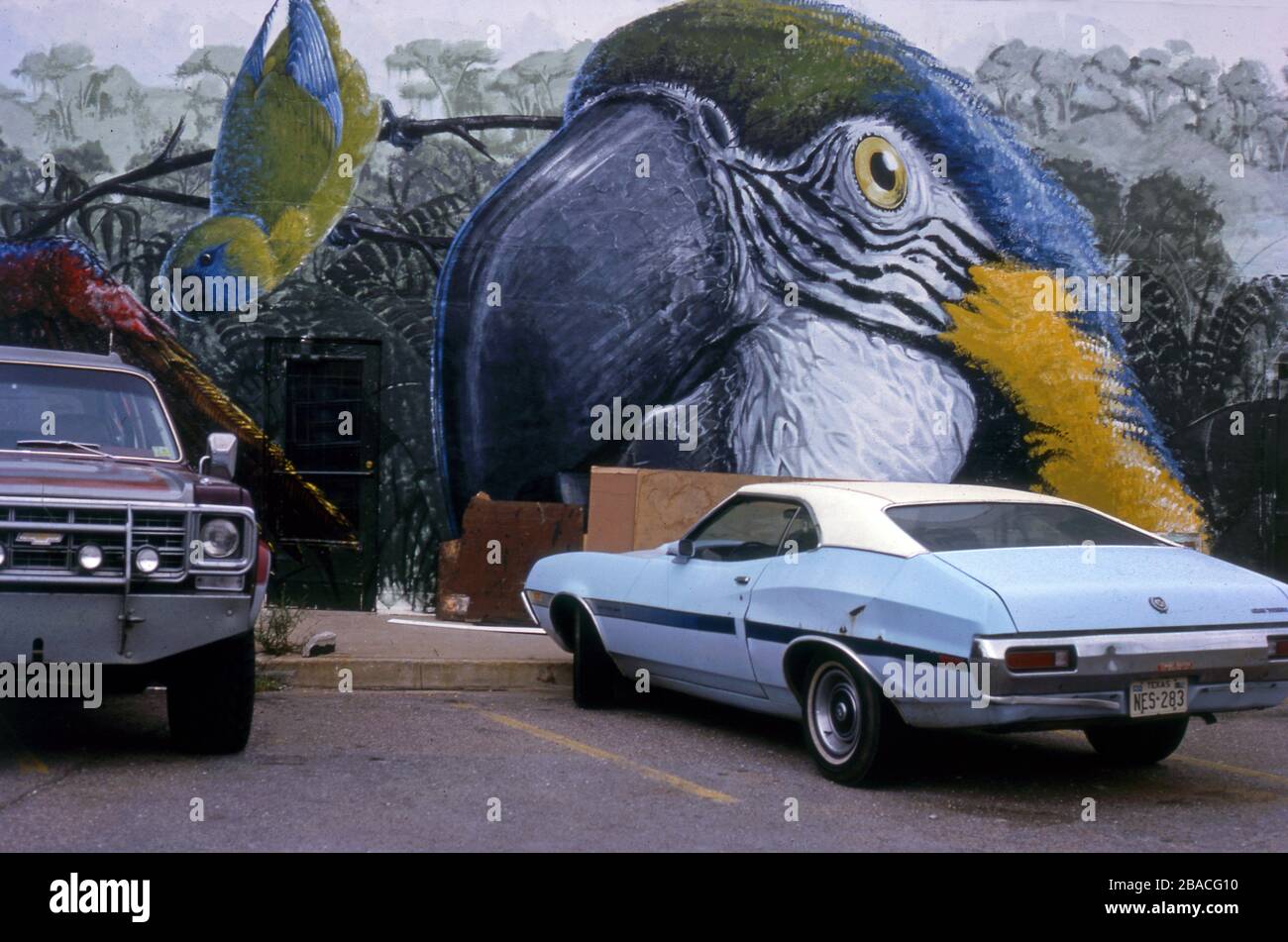 Wandgemälde mit Papagei und anderen exotischen Vögeln außerhalb eines Haustiergeschäftes in Phoenix, AZ, ca. 1978. Stockfoto