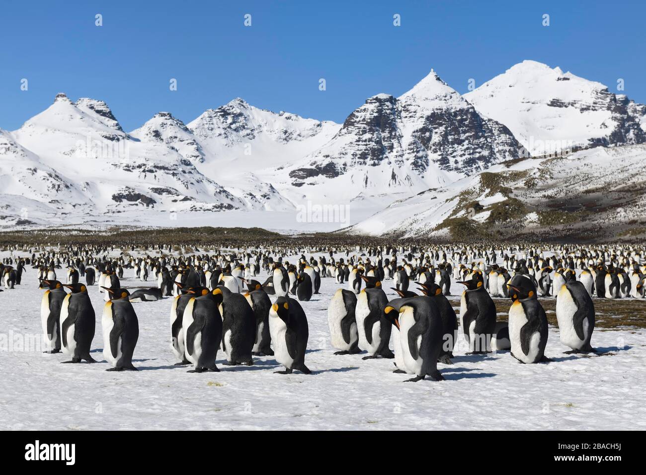 King Penguin Colony (Aptenodytes patagonicus) und schneebedeckte Berge, Salisbury Plain, Südgeorgien, Antarktis Stockfoto