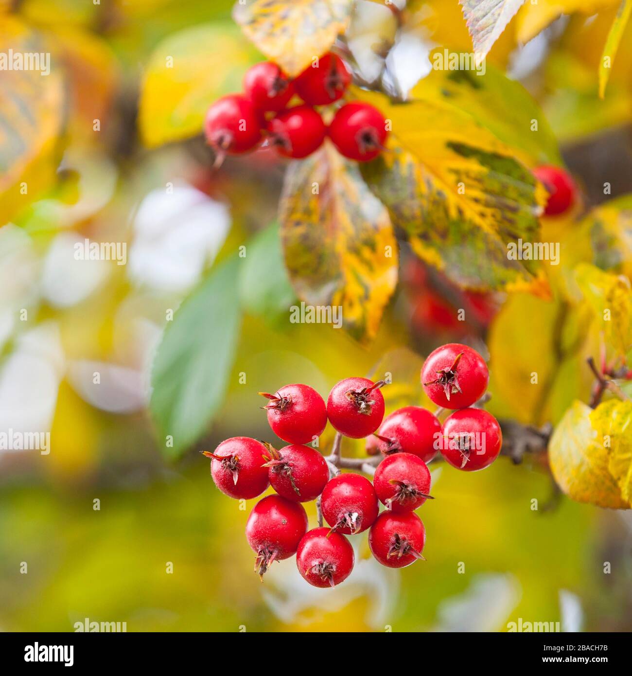 Apfeldorn (Crataegus x lavallei 'Carrierei') im Herbst, Filiale mit roten Früchten, Sachsen, Deutschland Stockfoto