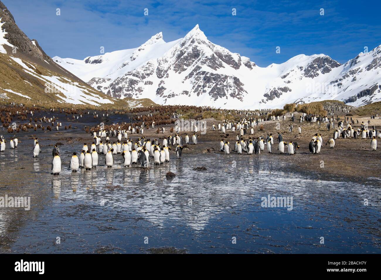 King Penguins (Aptenodytes patagonicus) und schneebedeckte Berge, Right Whale Bay, South Georgia Island, Antarktis Stockfoto