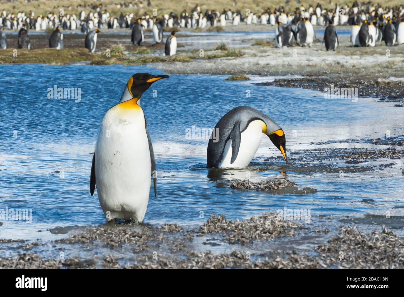 Zwei King Penguins (Aptenodytes patagonicus), die einen Bach überqueren, Salisbury Plains, Südgeorgien, Antarktis Stockfoto