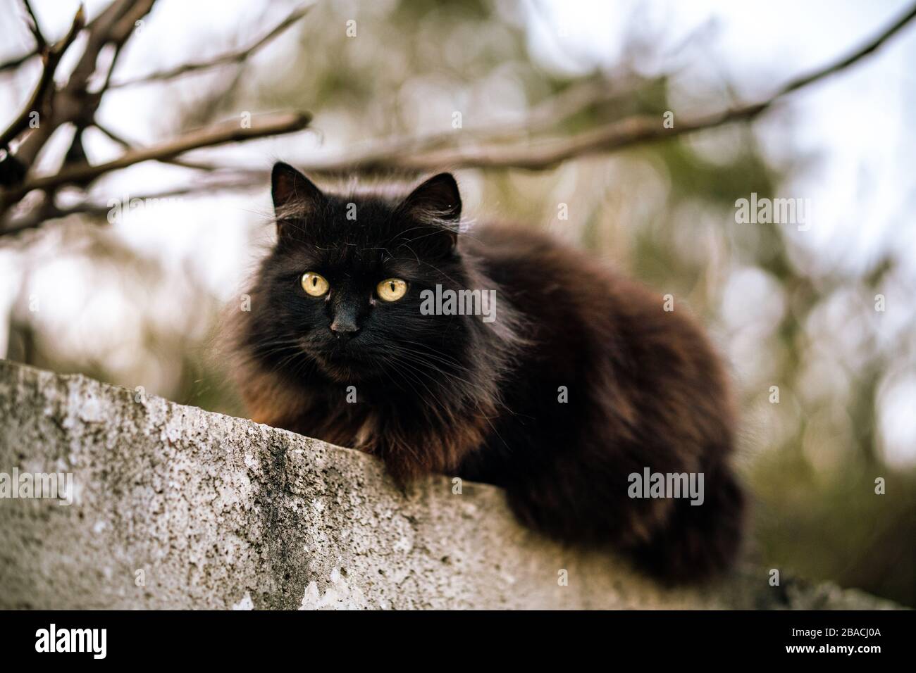 Wilde schwarze Katze mit grünen Augen und verschwommenem Hintergrund Stockfoto
