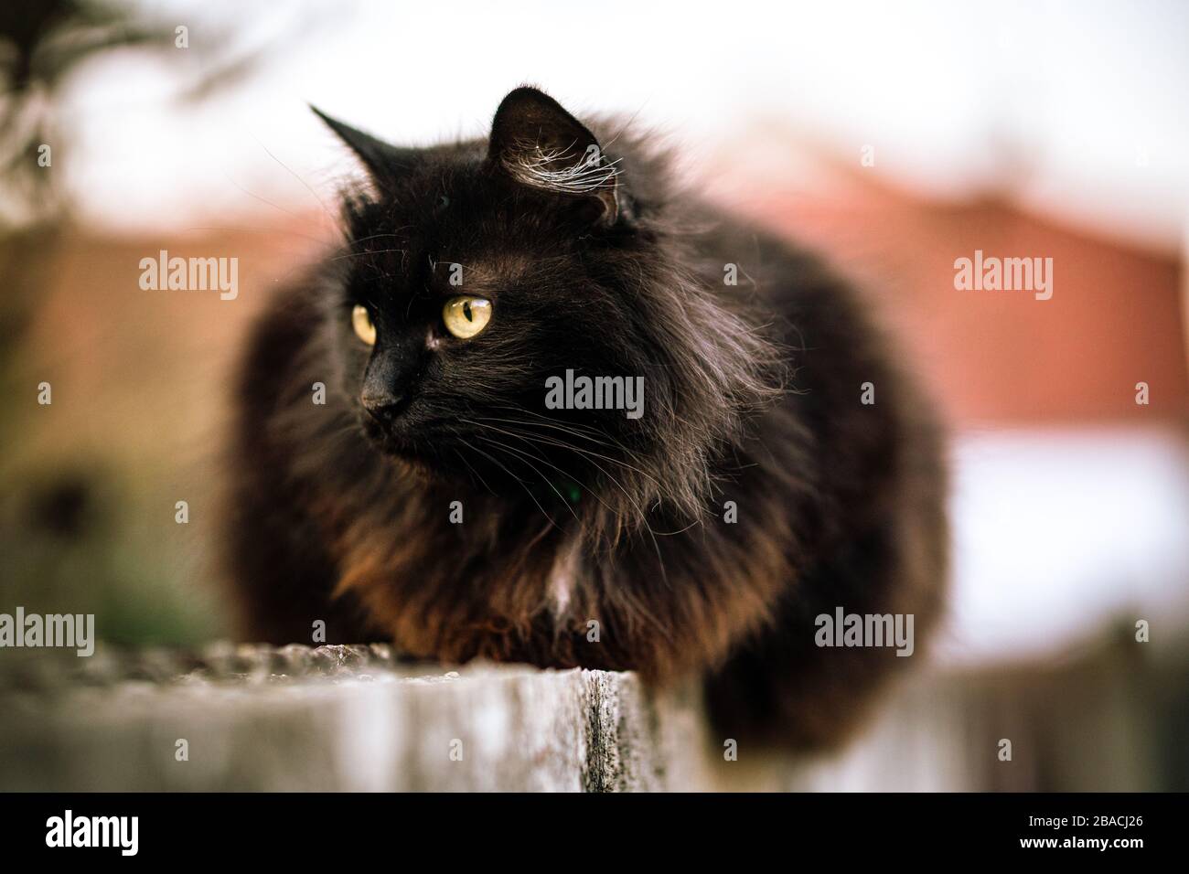 Wilde schwarze Katze mit grünen Augen und verschwommenem Hintergrund Stockfoto