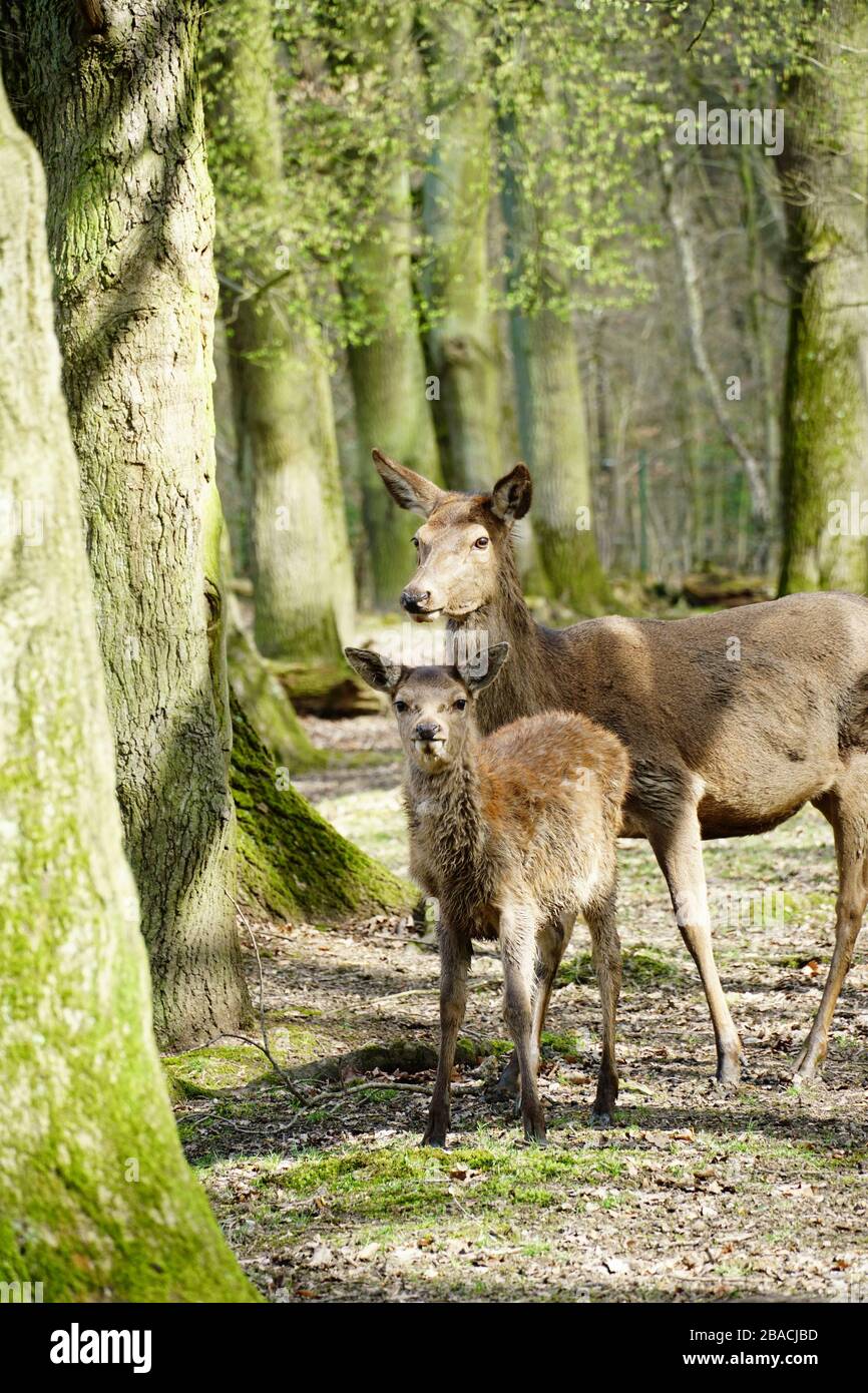 Vertikales Bild von zwei roten Hirschen umgeben von Bäumen in Ein Wald unter dem Sonnenlicht Stockfoto