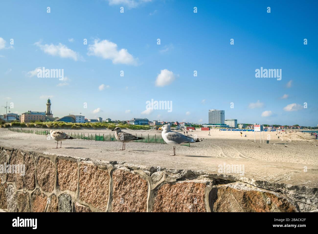 An einer Steinmauer in der Nähe des Sandstrands in Warnemunde Rostock-Deutschland an der Ostsee stehen drei Meermöwen Stockfoto