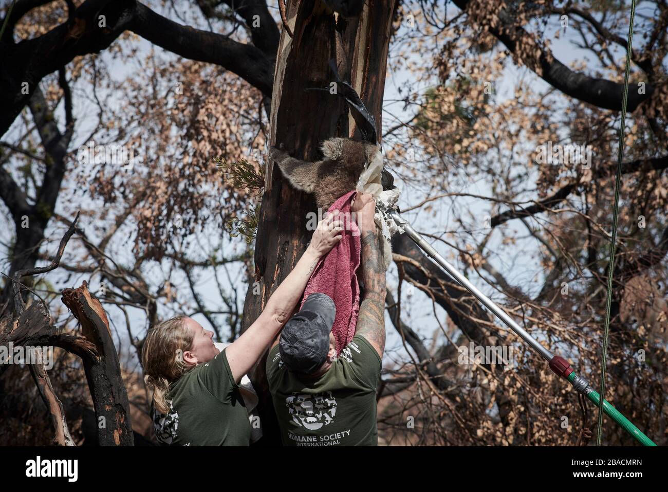 Mitarbeiter der Humane Society retten einen verletzten Koala von einem Baum. Die Koala ist natürlich widerwillig, aber sie braucht eine Behandlung. Stockfoto