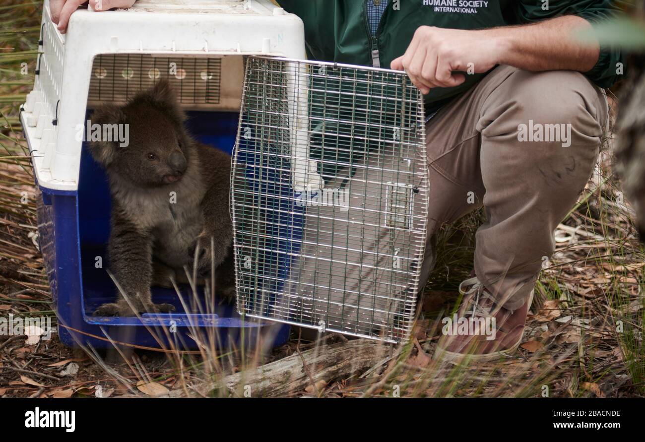 Ein Mann von Humane Society International hat auf Kangaroo Island, South Australia, Australien, ein geborgen Koala freigesetzt. Stockfoto