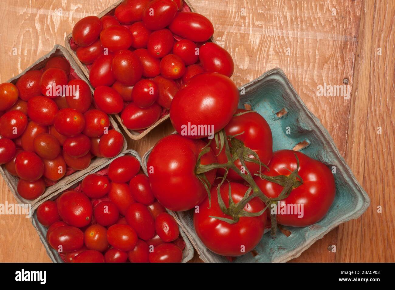 Foto im Studio oben von Trauben- und mittelgroßen Tomaten in Kästen aus Zellstofffaserbeeren. Stockfoto