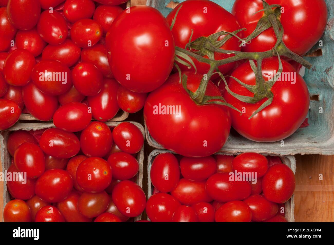 Foto im Studio oben von Trauben- und mittelgroßen Tomaten in Kästen aus Zellstofffaserbeeren. Stockfoto