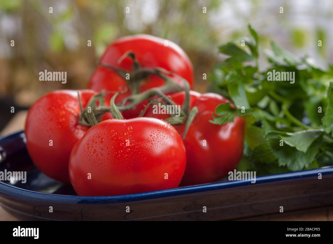Studio-Foto von Tomaten auf der Rebe und Petersilie auf dunkelblauer ovaler Platte. Stockfoto
