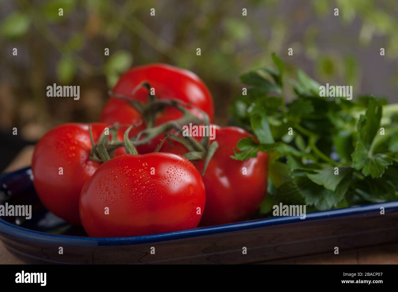 Studio-Foto von Tomaten auf der Rebe und Petersilie auf dunkelblauer ovaler Platte. Stockfoto