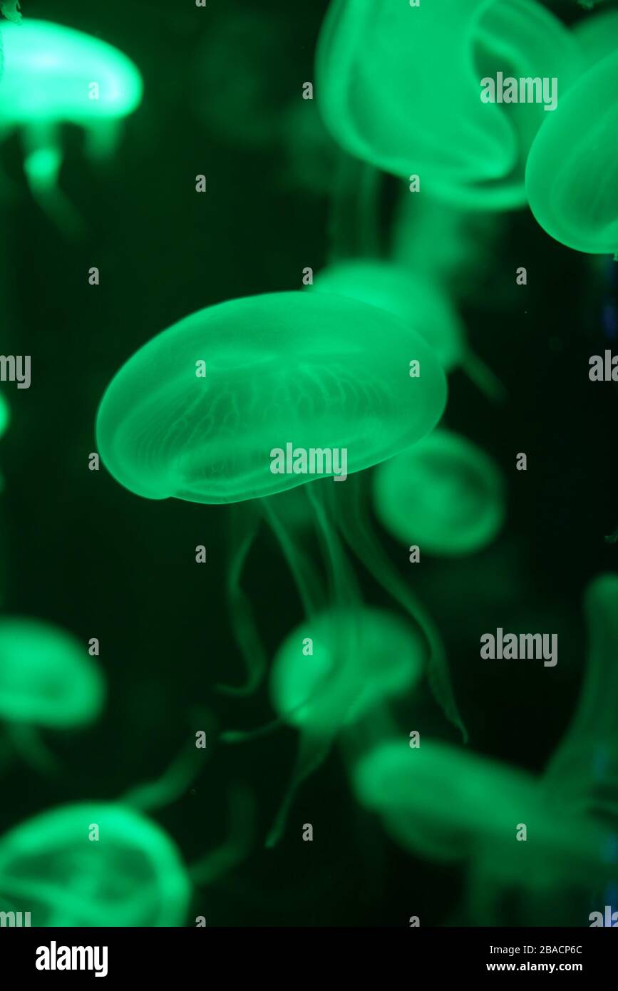 Close-up Quallen, Medusa in Fish Tank mit Neonlicht. Qualle ist kostenlos - Schwimmen marine Polypen mit einem jellylike Bell - oder Untertasse Körper t Stockfoto