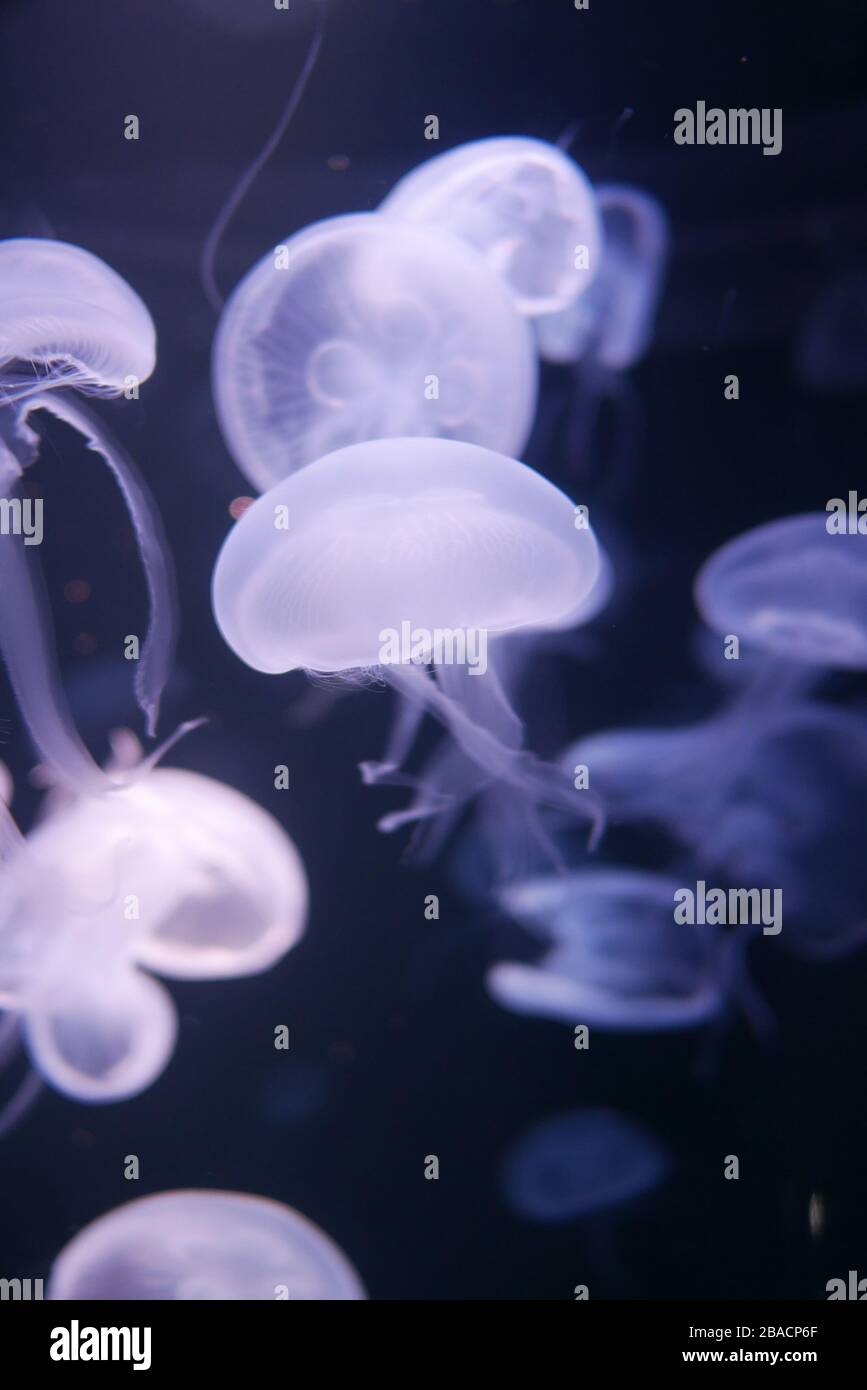 Close-up Quallen, Medusa in Fish Tank mit Neonlicht. Qualle ist kostenlos - Schwimmen marine Polypen mit einem jellylike Bell - oder Untertasse Körper t Stockfoto