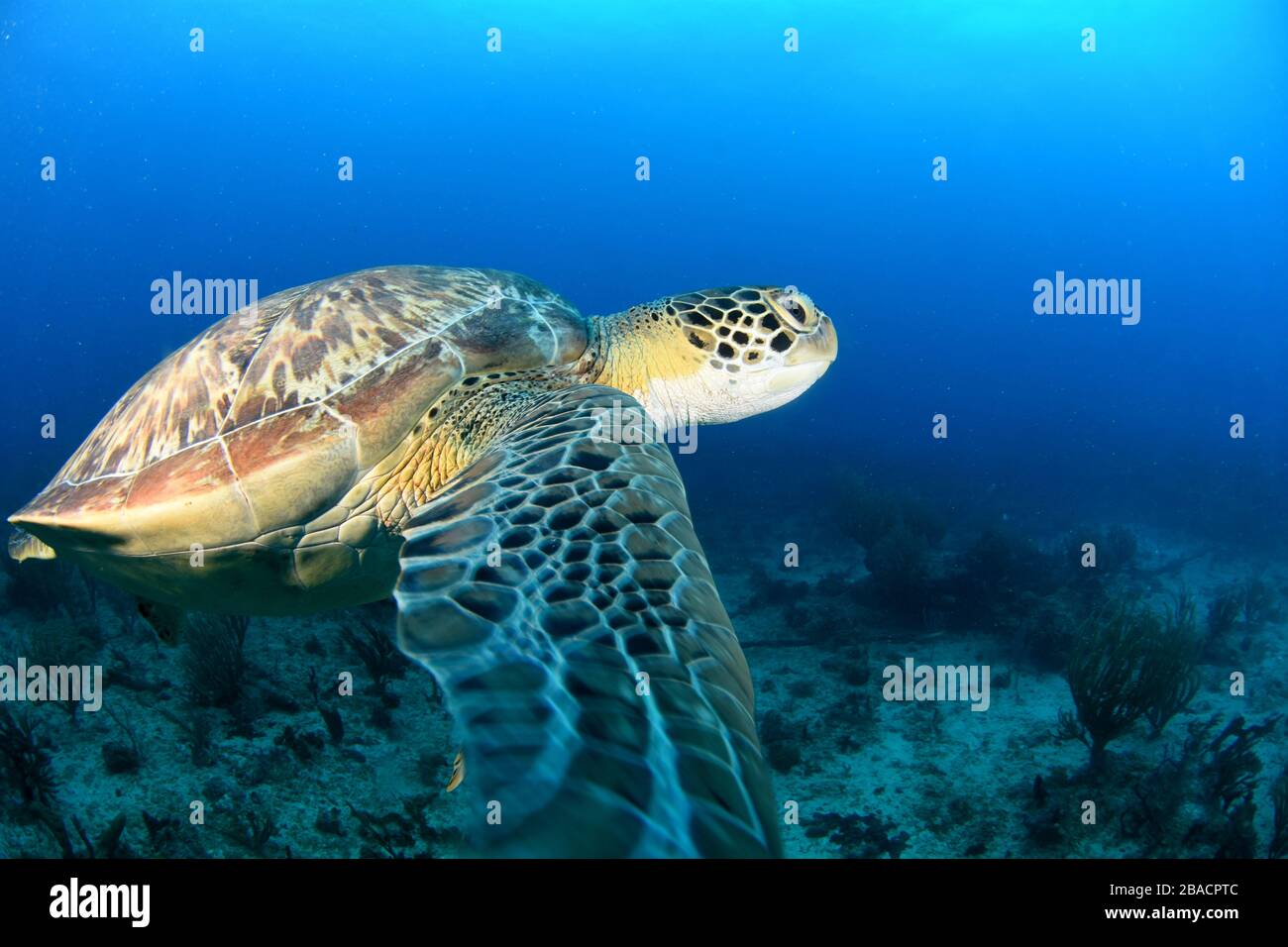 Große grüne Schildkröte schwimmen Akros die Tauchbasis Cable Reef und Tiegland, das sind einige der Tauchplätze rund um die Insel St. Maarten Stockfoto
