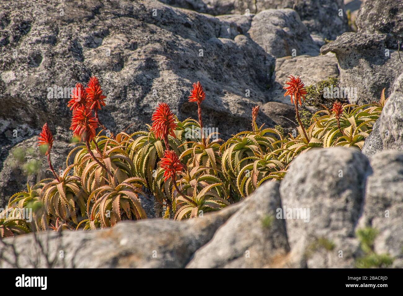 Kandelaber Aloes umgeben von Felsen unter dem Sonnenlicht am Tag - schön für Hintergründe Stockfoto